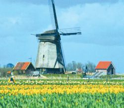 Wiosna w kraju tulipanów.