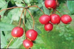 Ziołoleczenie hipotonii cz. I