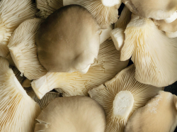 Słów kilka o mocy zaklętej w boczniaku